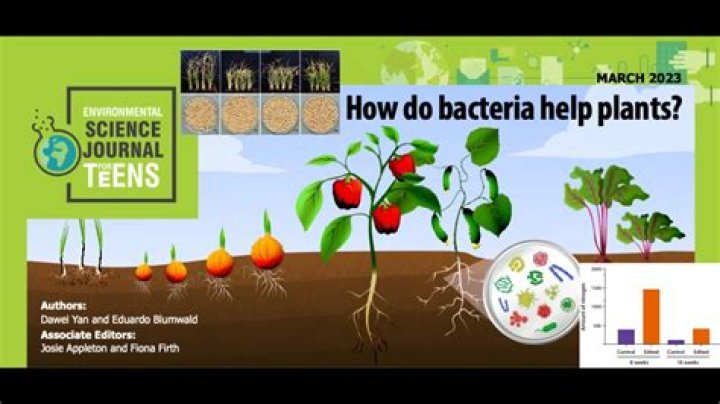 how do bacteria help plants