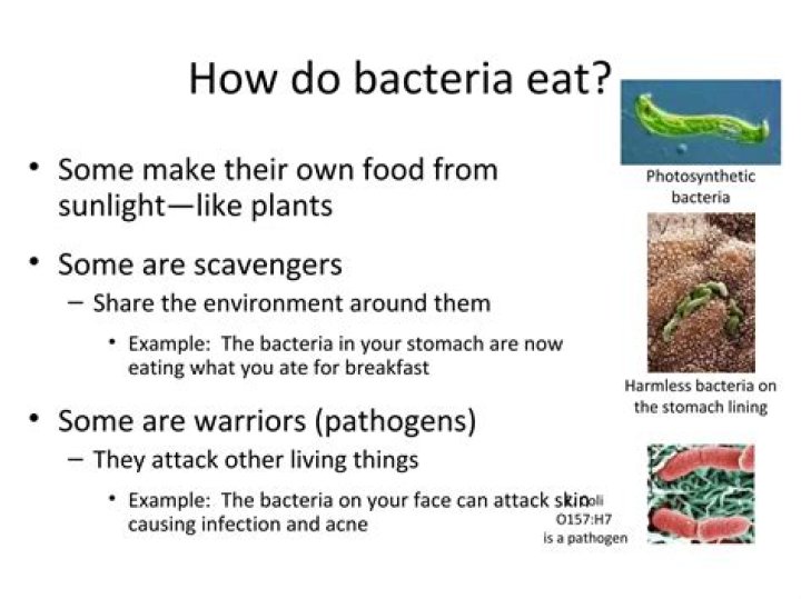 how do bacteria make food
