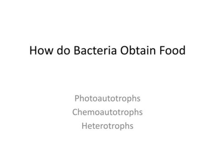 how do bacteria obtain food