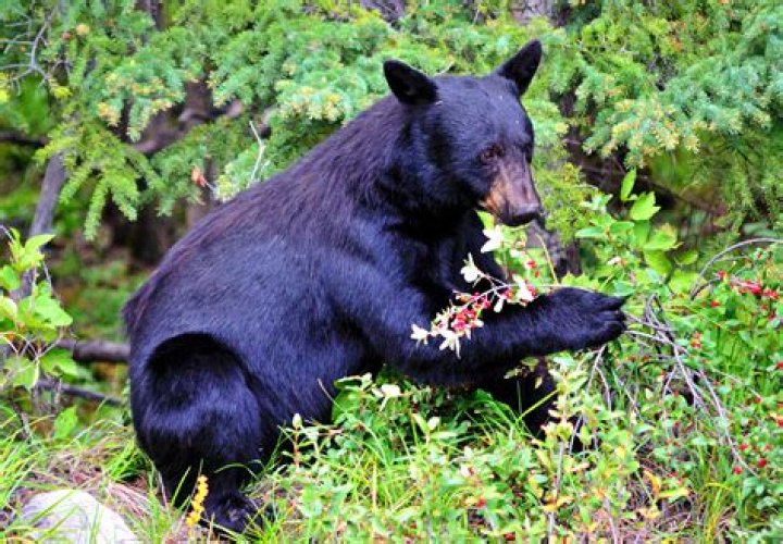 how do bears get their food