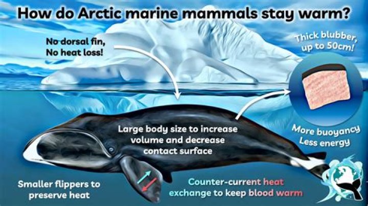 how do beluga whales stay warm in cold water