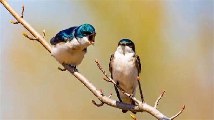 how do birds attract a mate