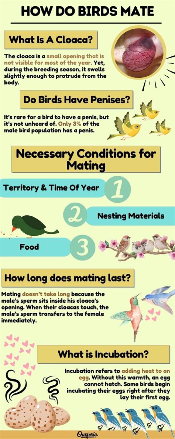 how do birds mate and reproduce