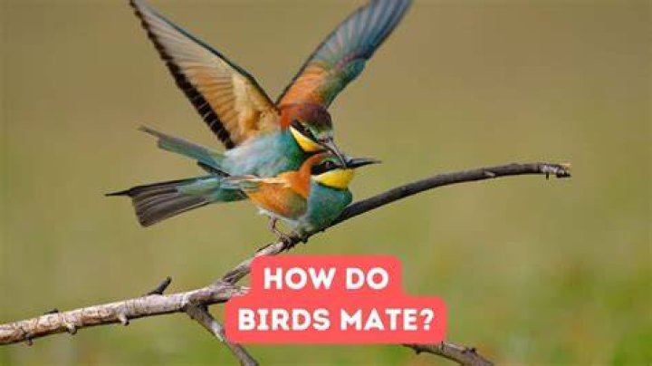 how do birds mate video