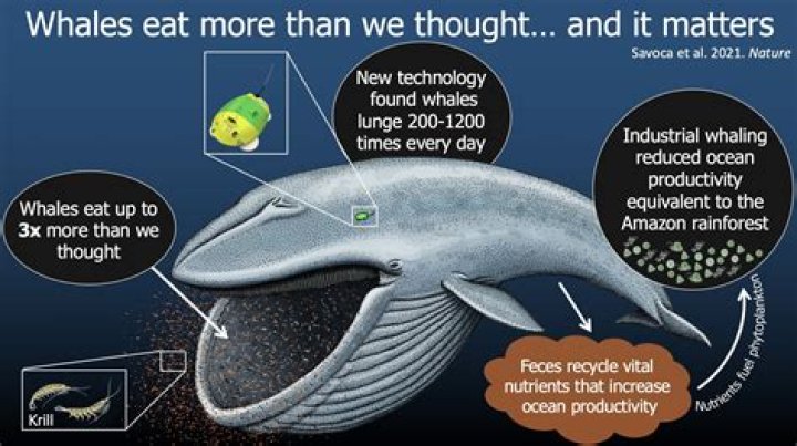 how do blue whales protect themselves