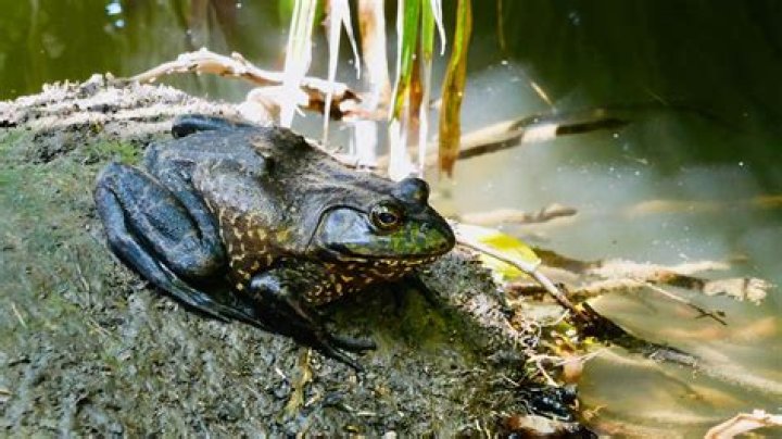 how do bullfrogs protect themselves