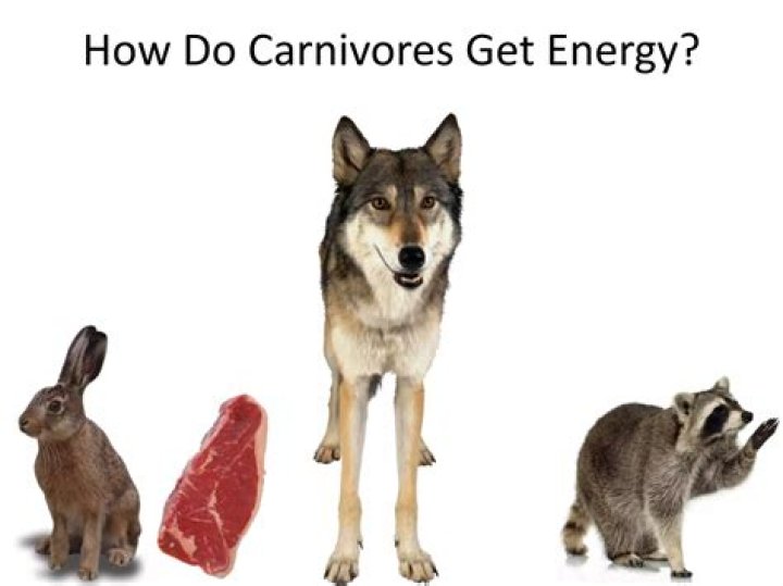 How Do Carnivores Get Energy?