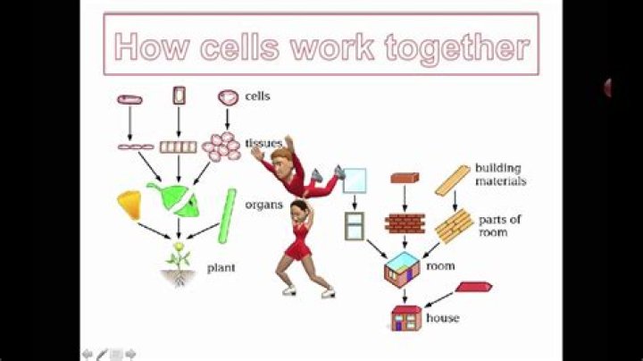 how do cell parts work together to keep the cell functioning properly