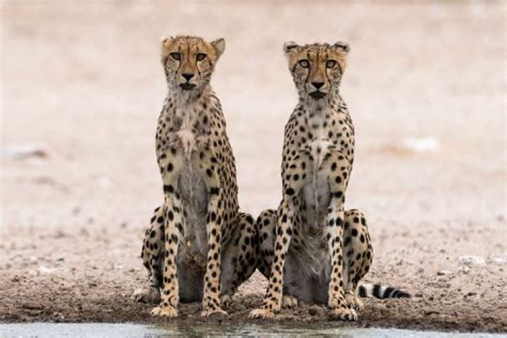 how do cheetahs eat - Lisbd-net.com