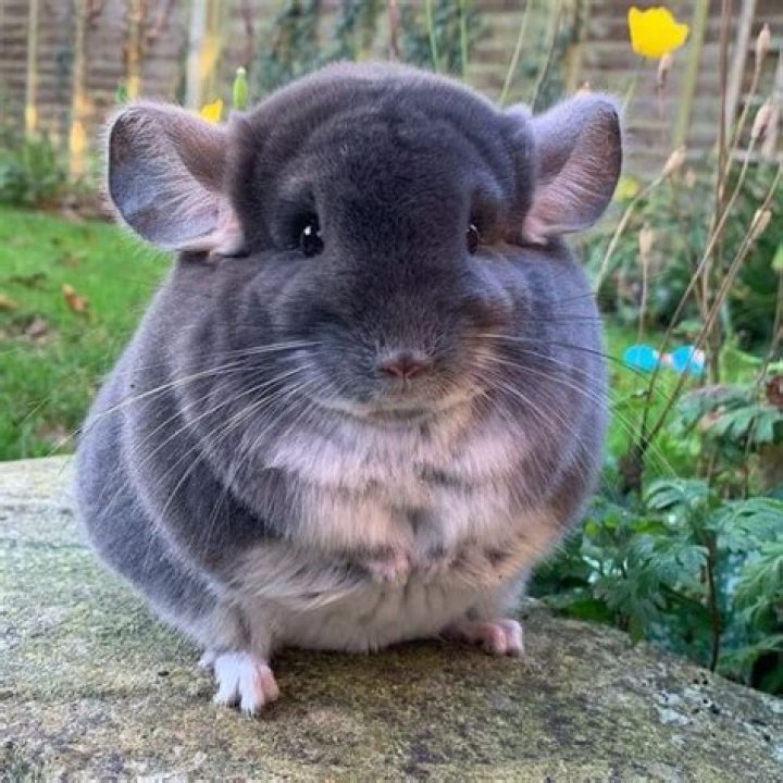 how do chinchillas survive in the wild