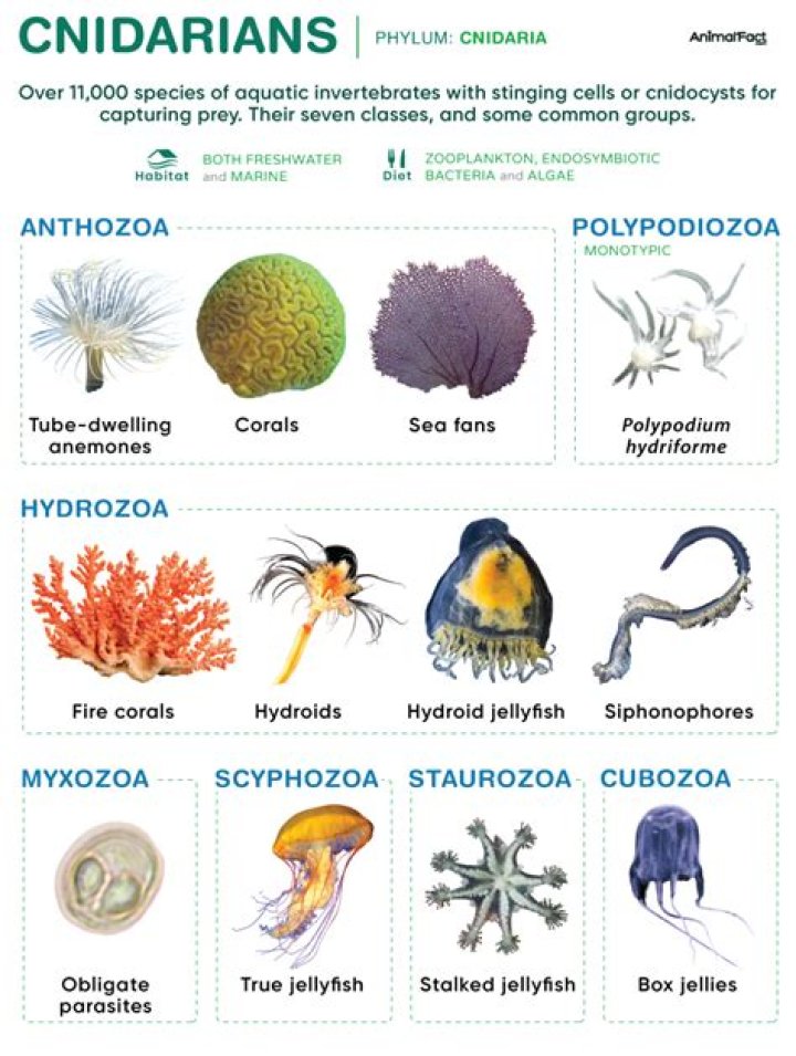 how do cnidarians feed - Lisbd-net.com