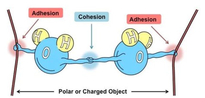 how do cohesion and adhesion differ
