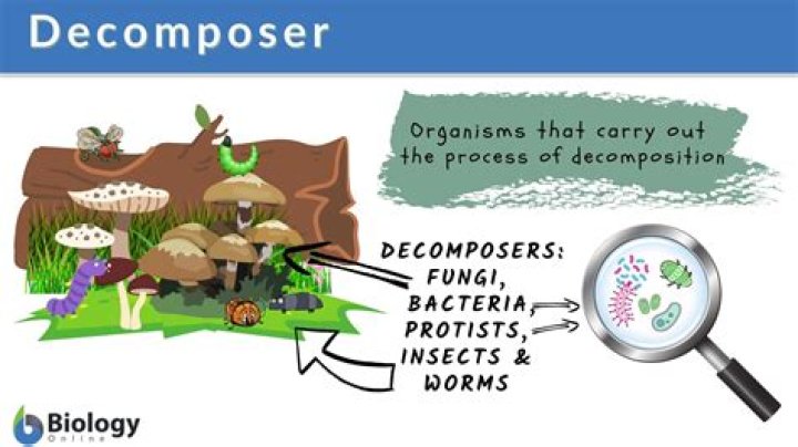 how do decomposers help the environment