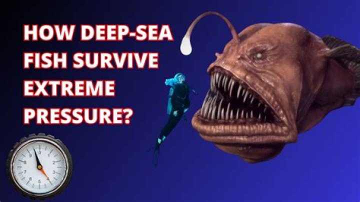 how do deep sea creatures survive the pressure