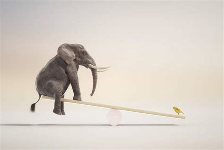 how do elephants maintain homeostasis