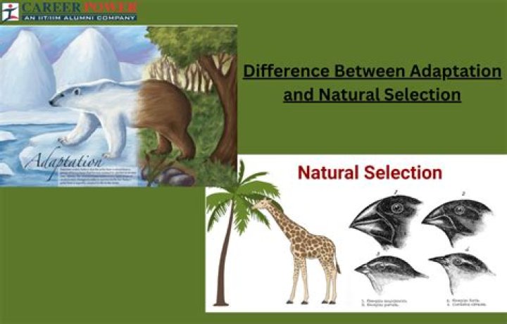 how do environmental factors contribute to evolution by natural selection