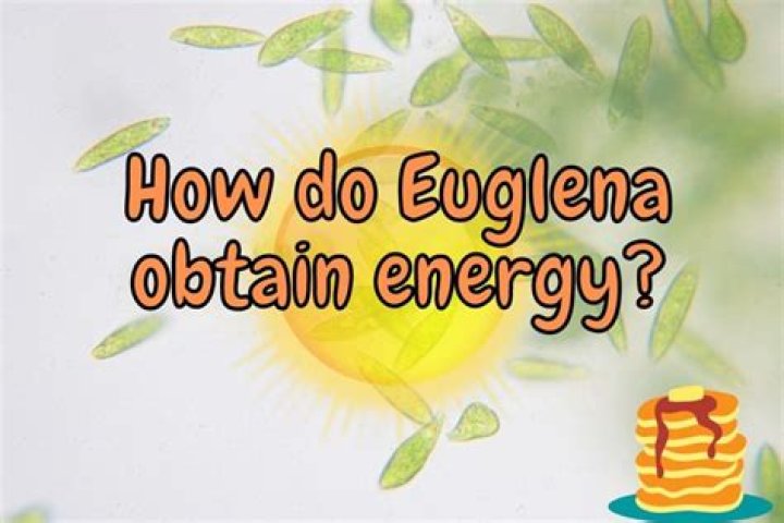 how do euglena obtain energy