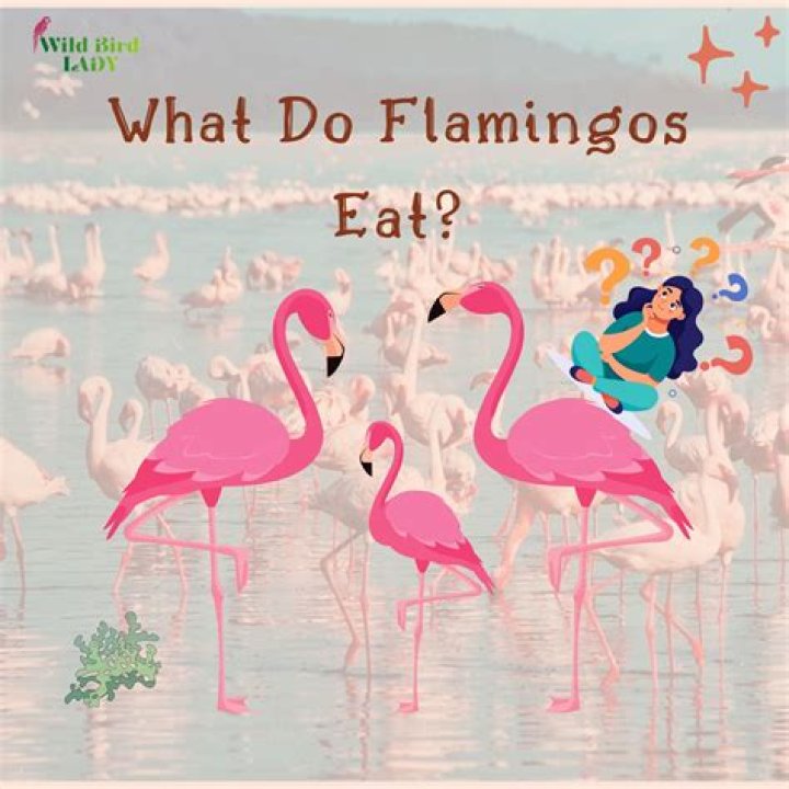 how do flamingos survive - Lisbd-net.com