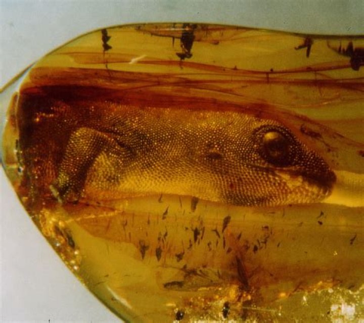 how do fossils form in amber