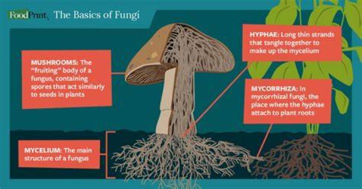 how do fungi eat - Lisbd-net.com