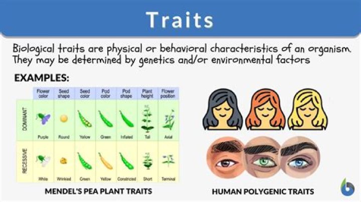 how do genes determine the traits of an organism explain in detail quizlet