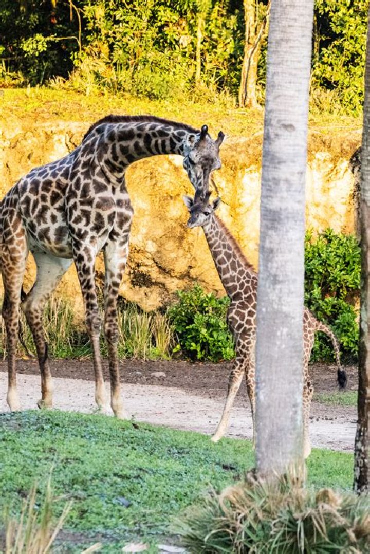 how do giraffes reproduce - Lisbd-net.com