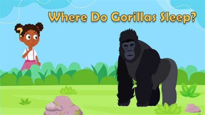how do gorillas sleep - Lisbd-net.com
