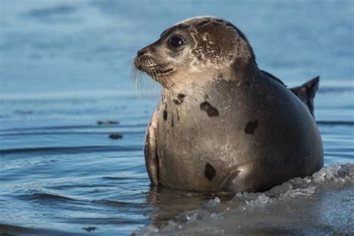 how do harp seals protect themselves