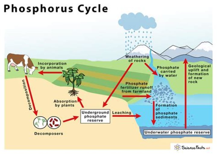 how do herbivores and carnivores return phosphorus to the cycle