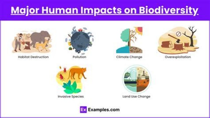 how do human activities affect biodiversity