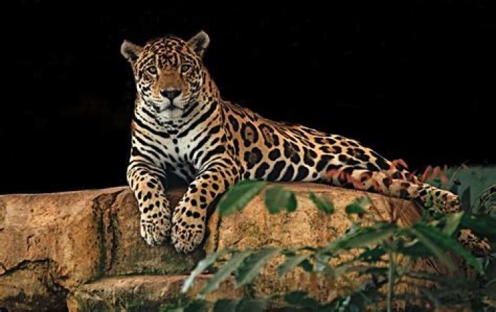 how do jaguars adapt to their environment