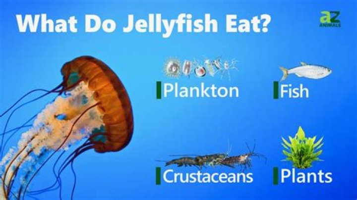 how do jellyfish get food