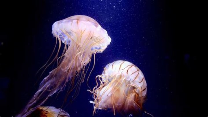how do jellyfish get their food