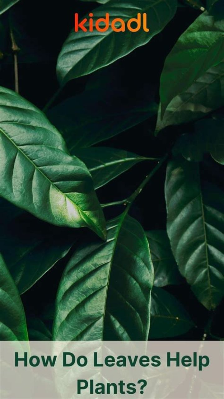 how do leaves help plants