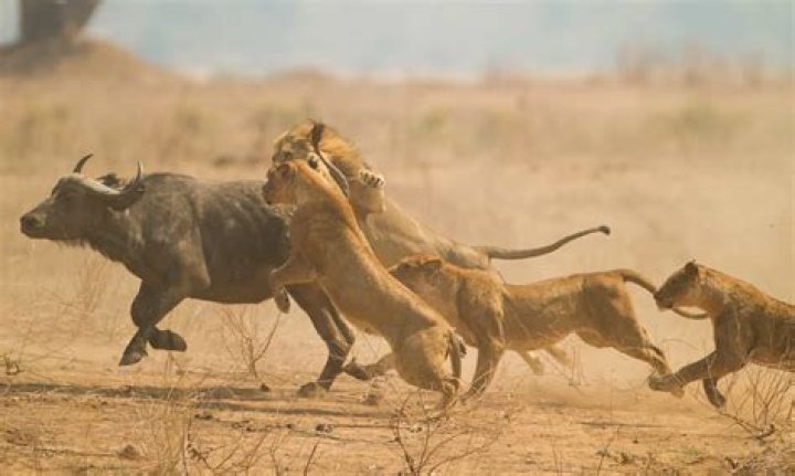 how do lions catch their prey