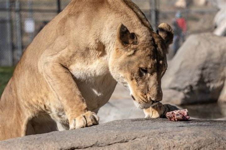 how do lions feed - Lisbd-net.com