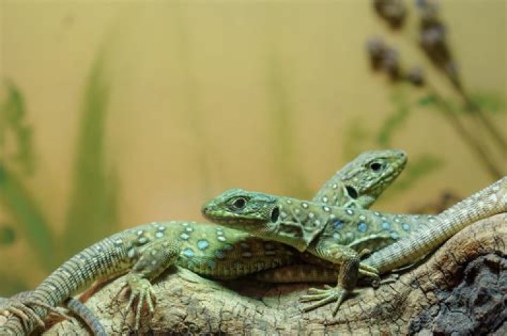how do lizards mate video