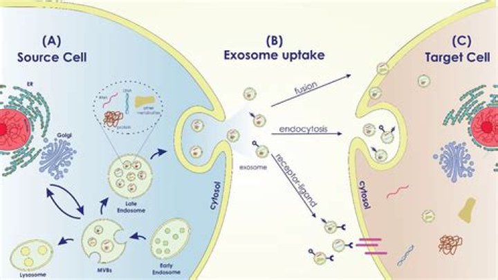how do most materials enter cells?