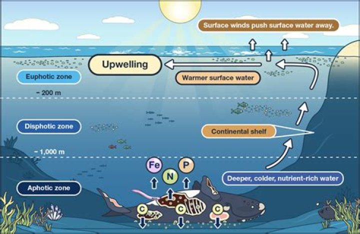 how do nutrients reach the surface of the skin