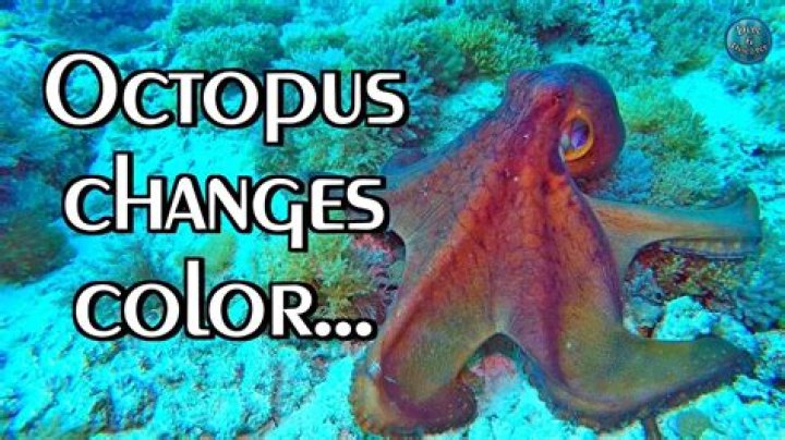 how do octopus know what color to change