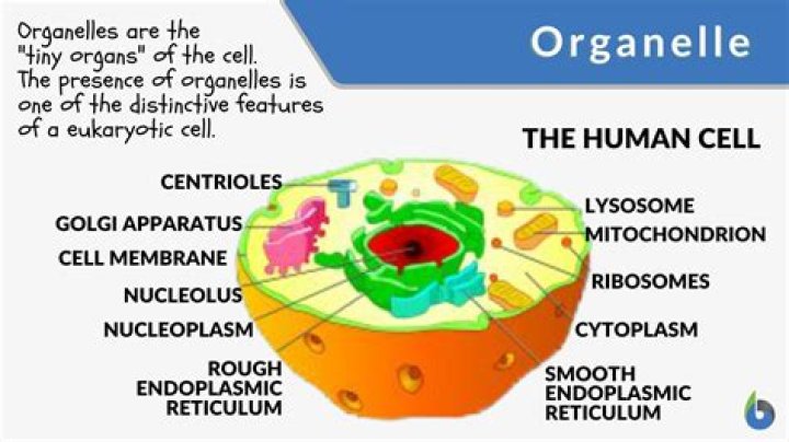 how do organelles interact within the cell