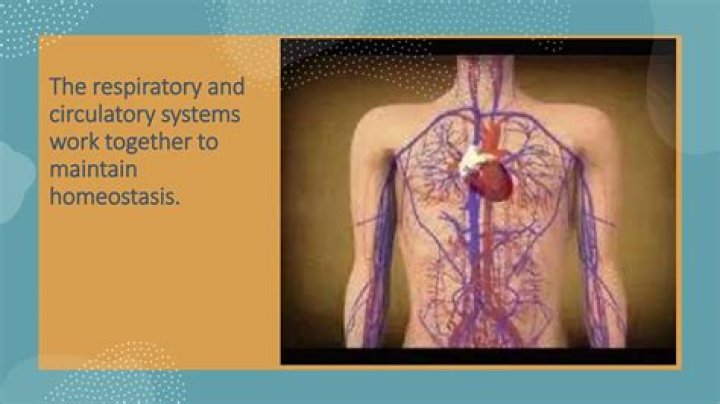 how do organelles work together to maintain homeostasis