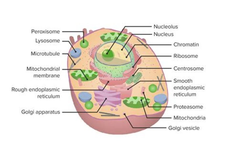 How Do Organelles Work Together?