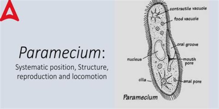 how do paramecium obtain energy
