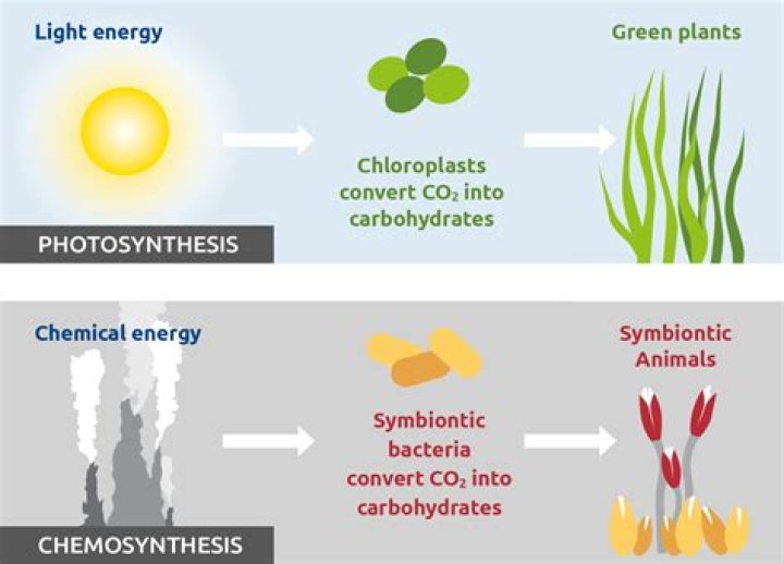 how do photosynthesis and chemosynthesis differ
