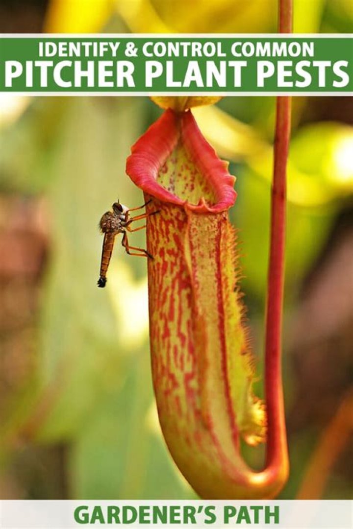 how do pitcher plants digest insects