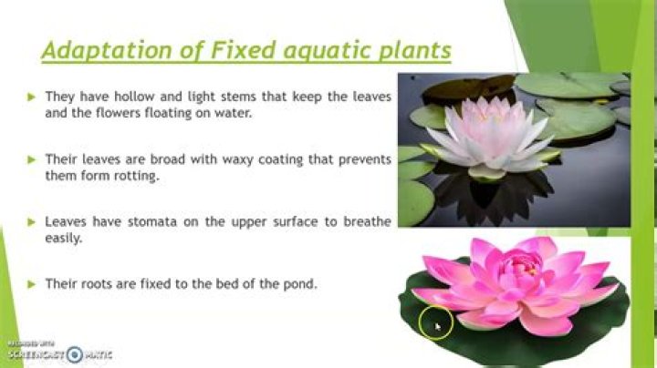 how do plants adapt to color