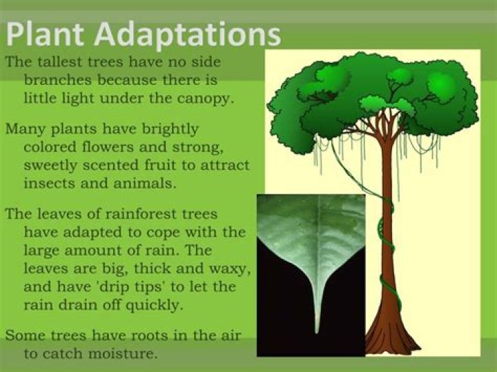 how do plants adapt to the rainforest