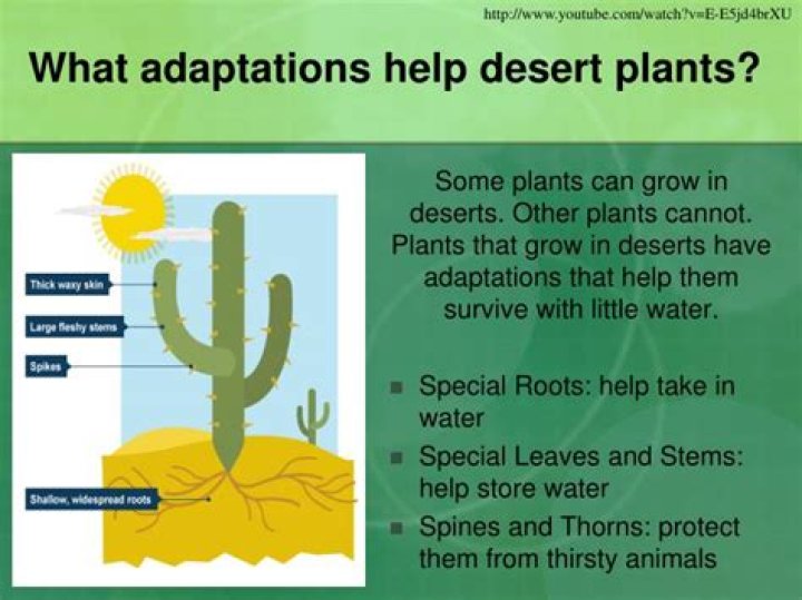 how do plants and animals survive in the desert