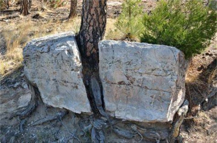 how do plants break down rocks